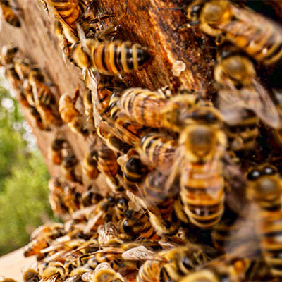 Short film about local beekeeper wins award